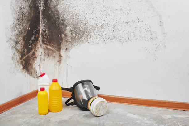 Best Preventive Mold Services in Omro, WI