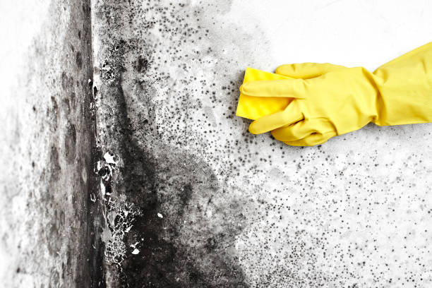 Best Localized Mold Remediation (e.g., coastal areas, humid climates) in Omro, WI