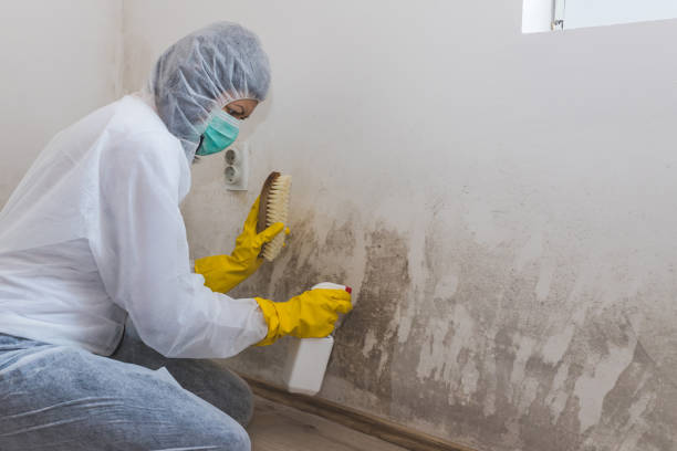 Best HVAC Mold Remediation in Omro, WI