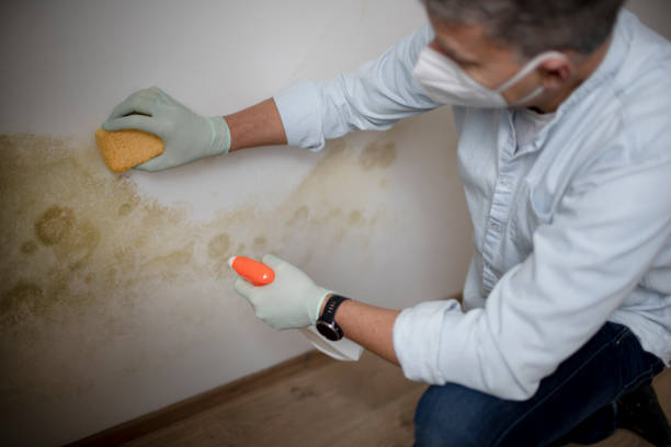 Best Localized Mold Remediation (e.g., coastal areas, humid climates) in Omro, WI
