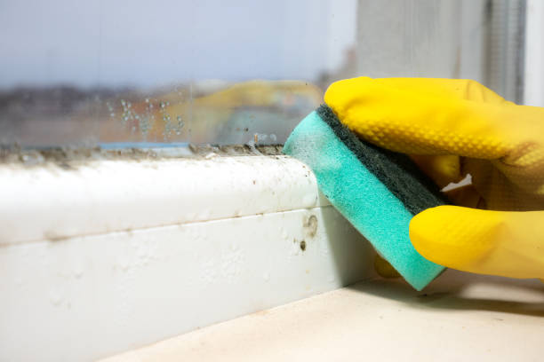 Best Post-Flood Mold Remediation in Omro, WI
