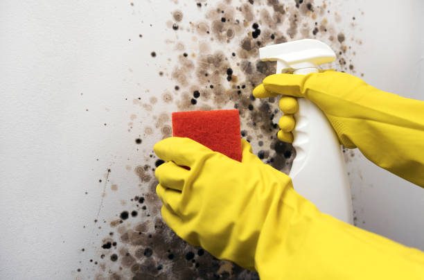 Best Preventive Mold Services in Omro, WI