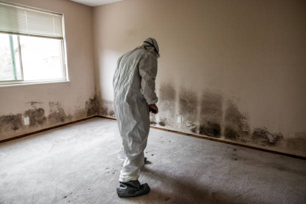Best Black Mold Remediation in Omro, WI