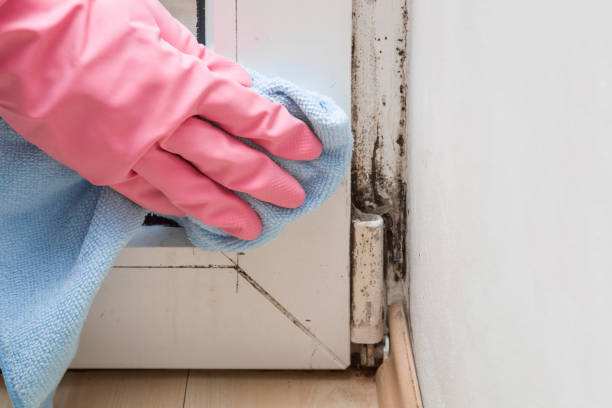 Best Residential Mold Remediation in Omro, WI