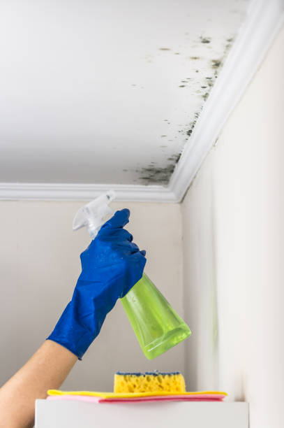 Best White Mold Remediation in Omro, WI