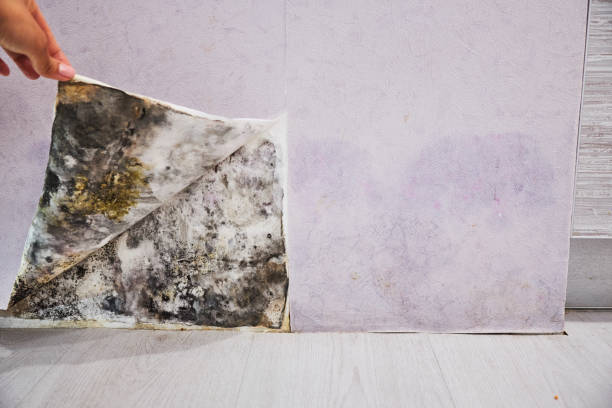 Best Basement Mold Remediation in Omro, WI